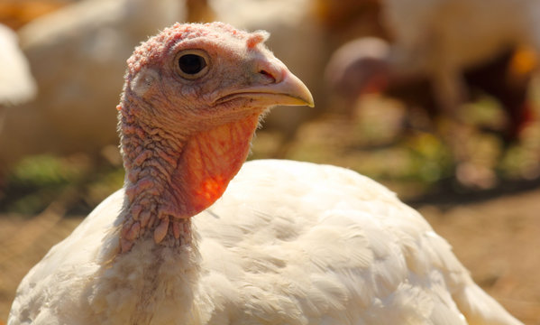 Pute aus Freilandhaltung