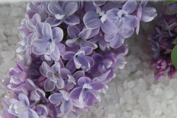 Lilac in blossom on the sea salt
