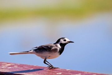 Black-backed wagtail ready to start - 32858106