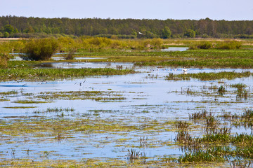 Biebrza swamps national reserve