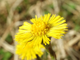 Coltsfoot in the spring