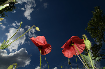 Mohn