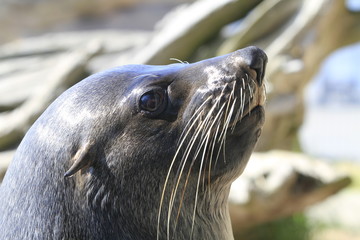 Mähnenrobbe in Nahaufnahme
