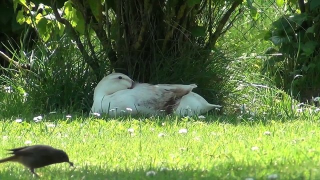 video enten beim schlafen I