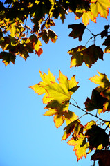 Back lit yellow autumn leaves