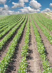 Fototapeta na wymiar soybean field