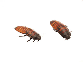 Madagascar cockroaches on a white background