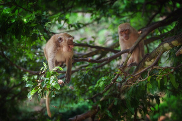 monkeys