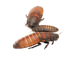 Madagascar cockroaches on a white background
