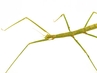 Carausius morosus on a white background