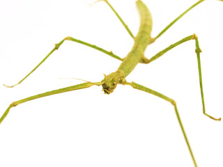 Carausius morosus on a white background