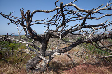 albero carbonizzato