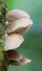 Close-up shot of mushrooms on rotting tree trunk