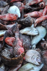 marché aux poissons, Marseille 19