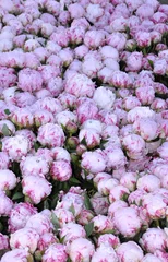 Papier peint photo Pivoines pivoines 5  © seb hovaguimian