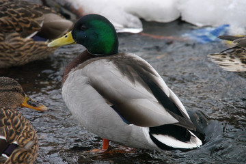 Ducks on the river in winter