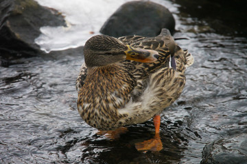 Ducks on the river in winter
