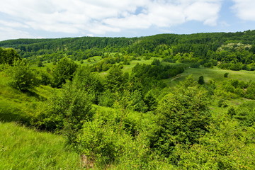 Fototapeta na wymiar Landscape with forest under blue sky