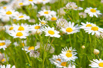 Field of beautiful white daisy wheels