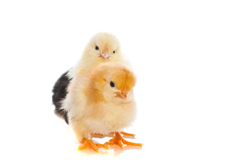 Obraz premium Cute little baby kurczaka na białym tle