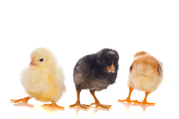 Cute little baby chicken against white background