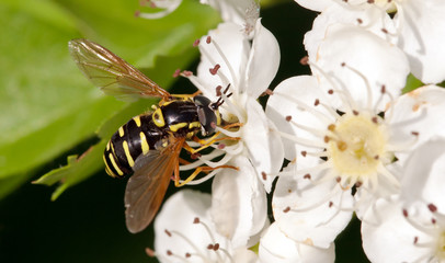 Apple tree flower and wasp closeup