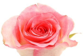 Fototapeta na wymiar Rose on a white background