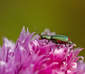 Malachite Beetle