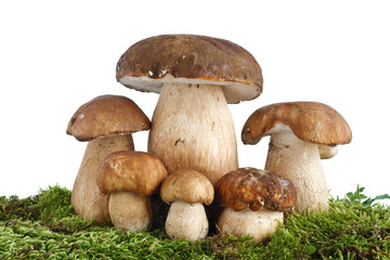 Boletus Edulis mushrooms - Funghi porcini