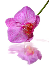 Reflection of a pink orchid