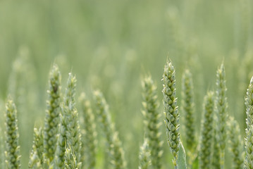 Fototapeta premium weizen 8