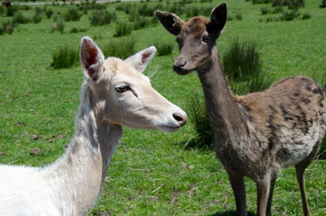 Two deer on a meadow