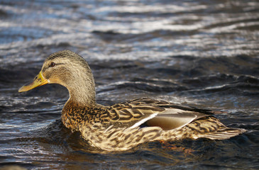 Duck on the river in winter