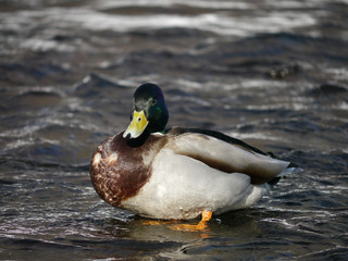 Fototapeta premium Duck on the river in winter
