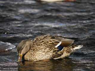 Duck on the river in winter