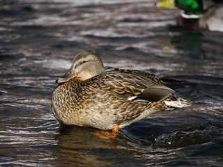 Duck on the river in winter