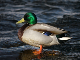 Duck on the river in winter