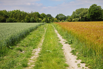 Fototapeta na wymiar An English Rural Landscape of Barley and Wheat