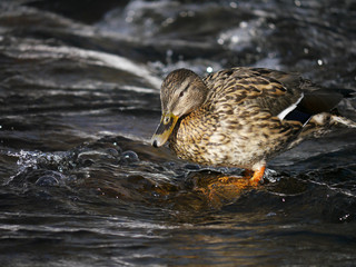 Duck on the river in winter
