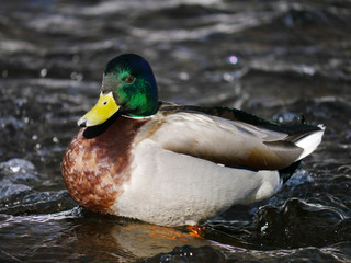 Duck on the river in winter