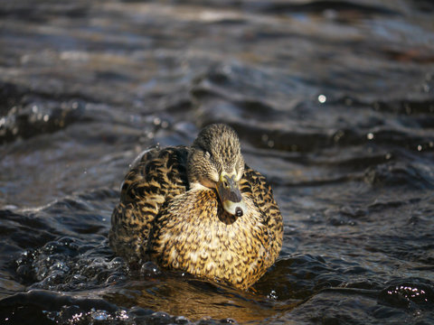 Duck on the river in winter
