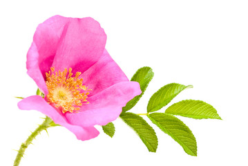 Beautiful tea rose on a white background.