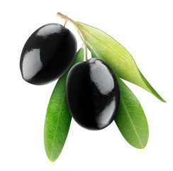 Isolated olives. Two black olives on a branch with leaves isolated on white background