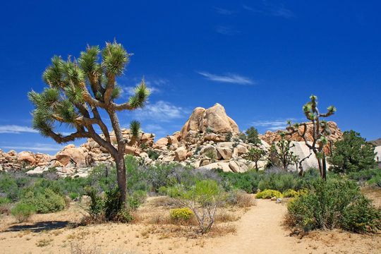 Landscape with joshua tree (Joshua Tree NP)