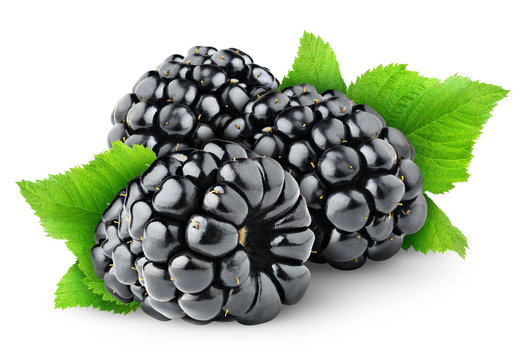 Isolated berries. Three fresh blackberry fruits with leaves isolated on white background