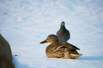 Duck on the river in winter