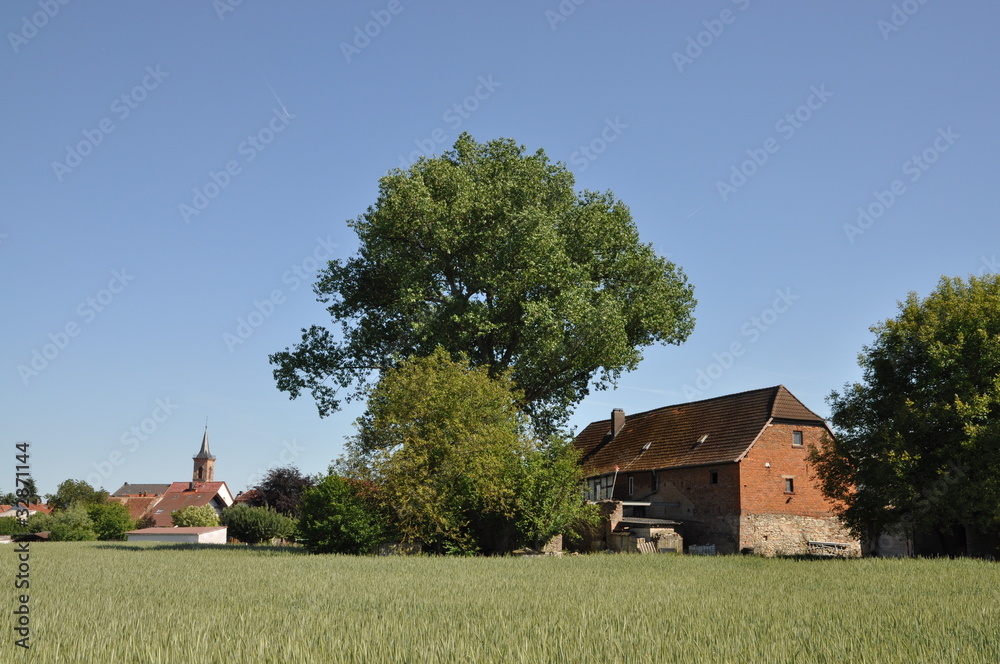 Poster getreidefeld bei sickenhofen