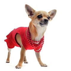 femelle chihuahua habillée