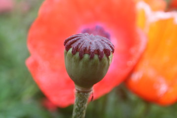 poppy 36