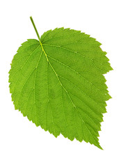 leaf blackberry